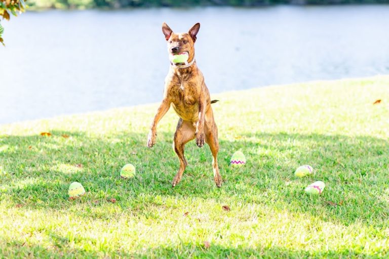 Diesel’s First Easter Egg Hunt