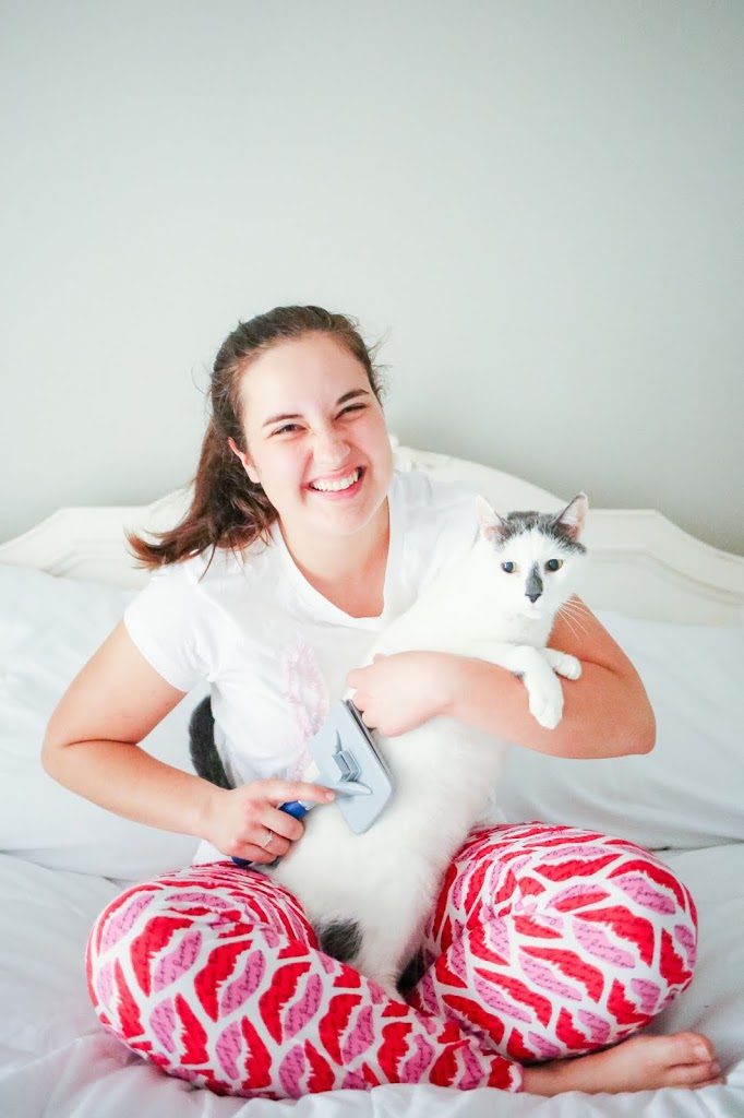 White-Domestic-Shorthair-Cat-Sparkles-And-Sunshine-Blog