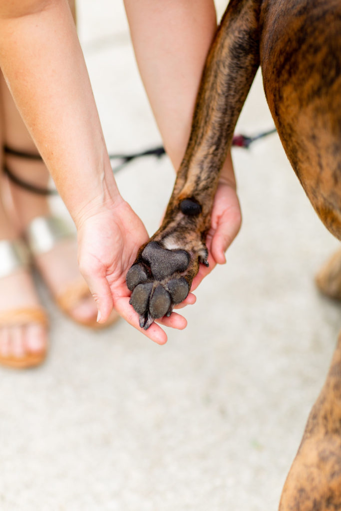 Girl-Holding-Brindle-Dog-Paw-How-To-Prevent-Burnt-Paw-Pads