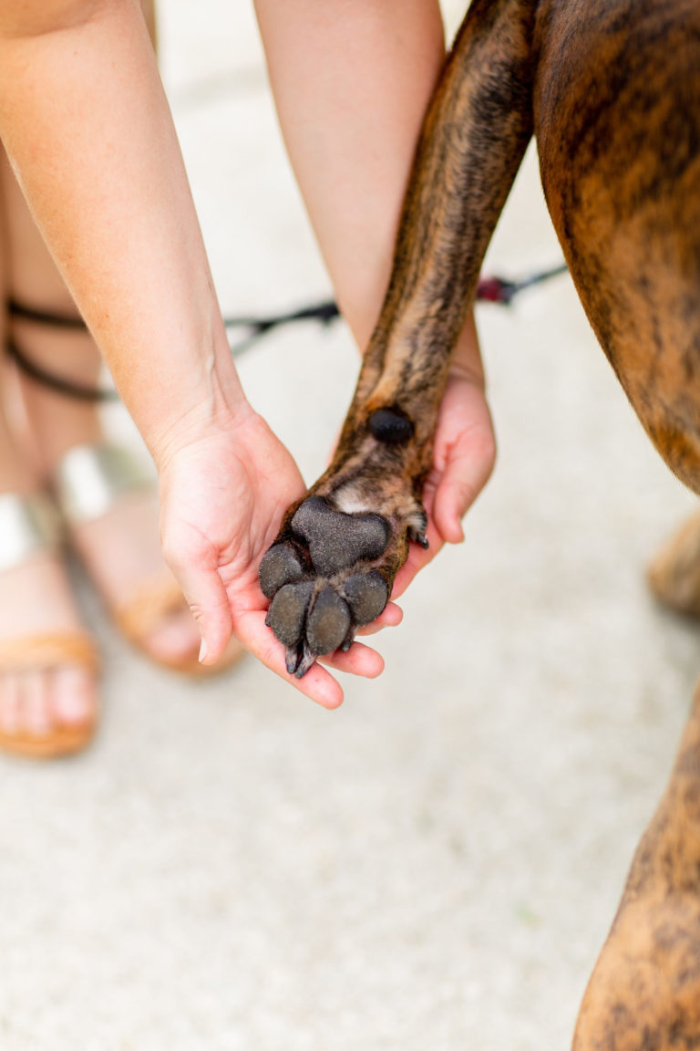 How To Prevent Burnt Dog Paw Pads