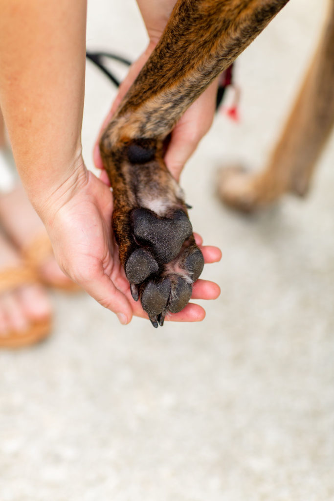 Girl-Holding-Brindle-Dog-Paw-How-To-Prevent-Burnt-Paw-Pads