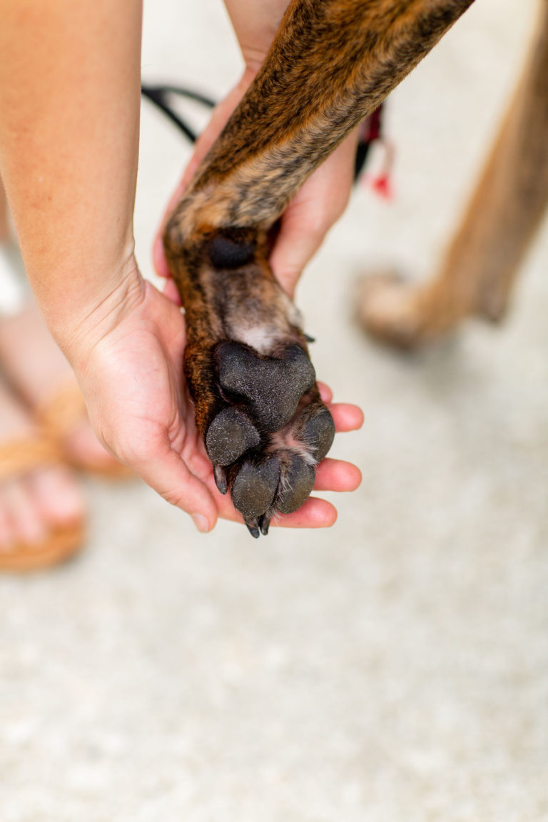 How To Prevent Burnt Dog Paw Pads