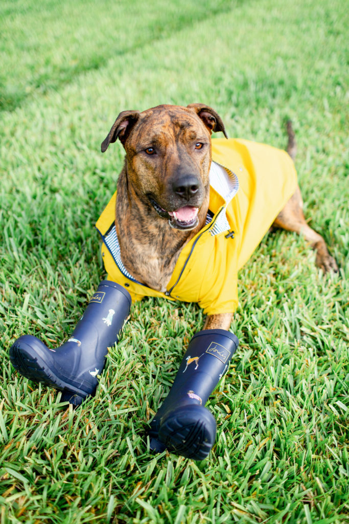 Brindle-Dog-Wearing-Yellow-Raincoat-From-amazon-And-Blue-Joules-Rainboots