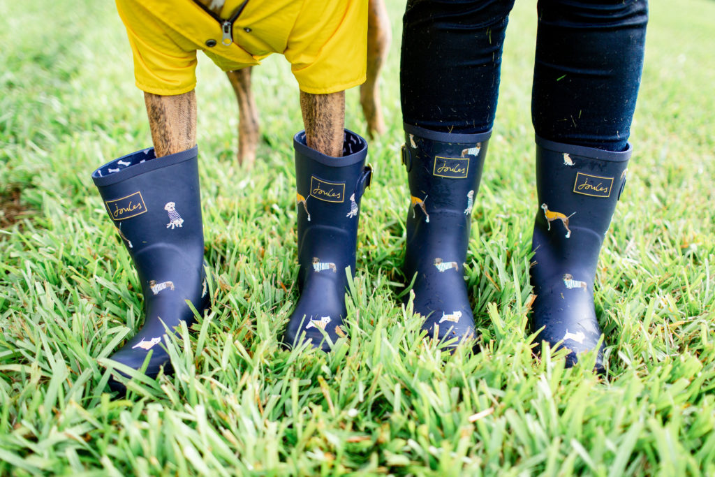 Girl-Wearing-Joules-Mid-Calf-Blue-Dog-Rainboots-With-Brindle-Dog-Wearing-Yellow-Raincoat-From-amazon-And-Blue-Joules-Rainboots