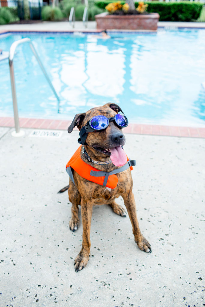 Brindle-Dog-Wearing-Outward-Hound-Dog-Life-Jacket-With-Dog-Goggles