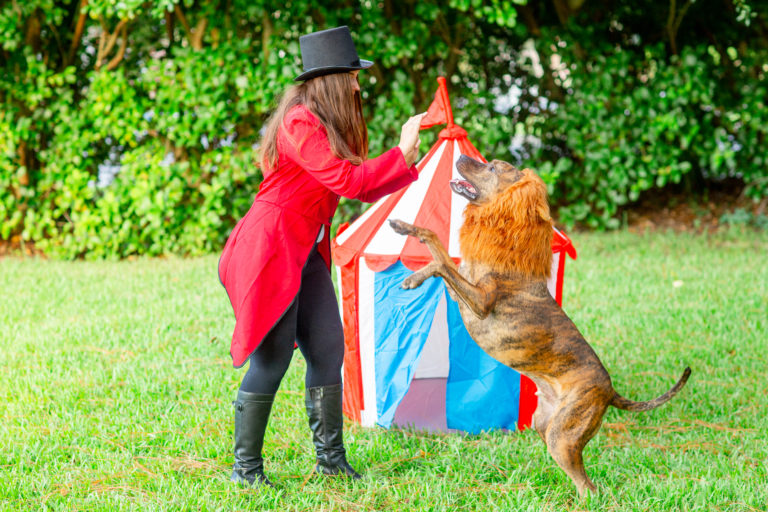 DIY Circus Dog and Owner Halloween Costume Sparkles and Sunshine Blog