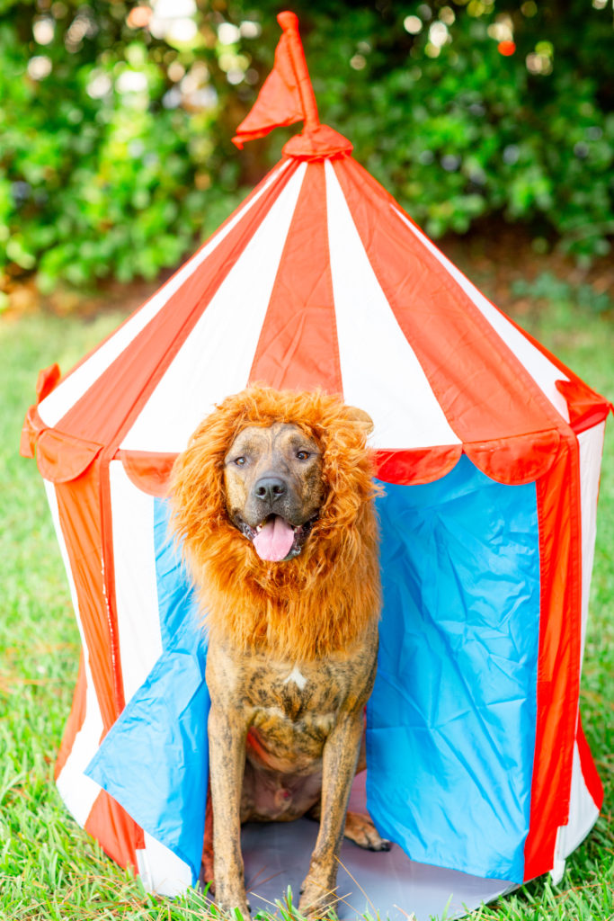DIY-Halloween-Circus-Dog-Costume