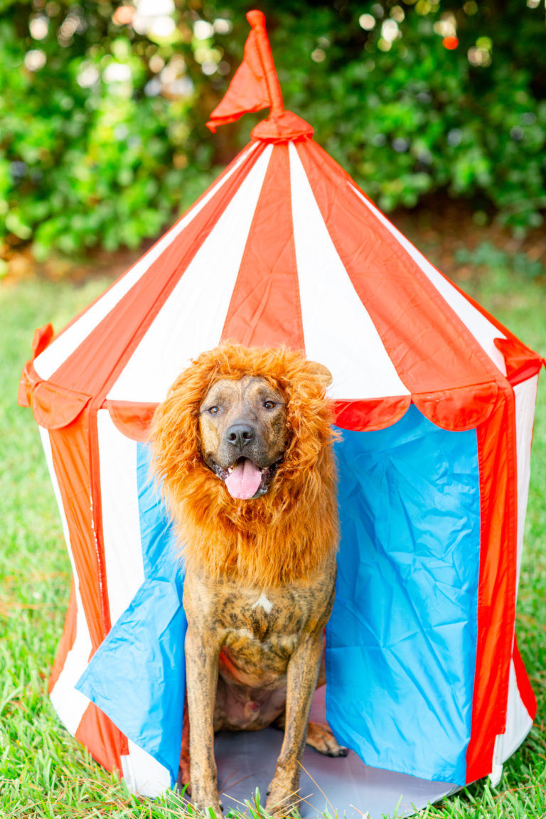 DIY-Halloween-Circus-Dog-Costume