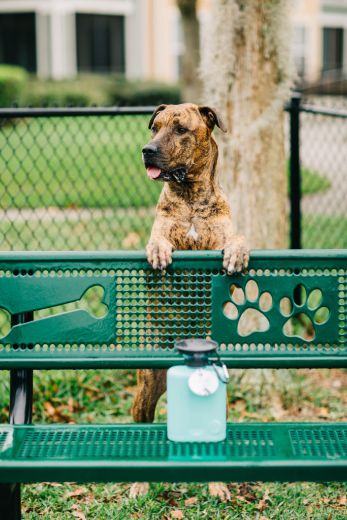 Highwave-Growler-Autodogmug-dog-water-bottle-portable-dog-water-bottle-dog-travel-water-bottle-best-dog-water-bottle-Sparkles-and-sunshine-blog-eco-friendly-dog-products