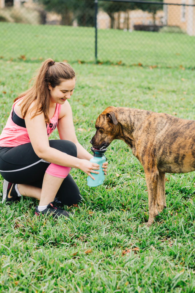 Highwave-Growler-Dog-Water-Bottle-Brindle-Plotthound-Great-Dane-Mix-Rescue-Dog-Sparkles-And-Sunshine-Blog