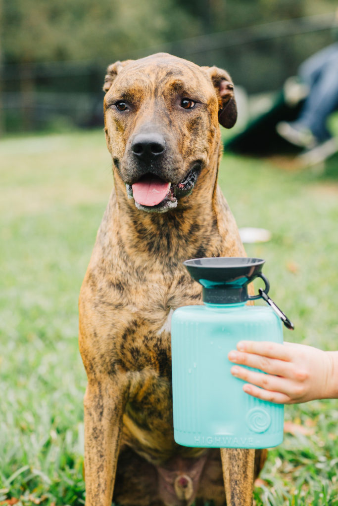 Highwave-Growler-Dog-Water-Bottle-Aqua-Plott-Hound-Brindle-Rescue-Dog