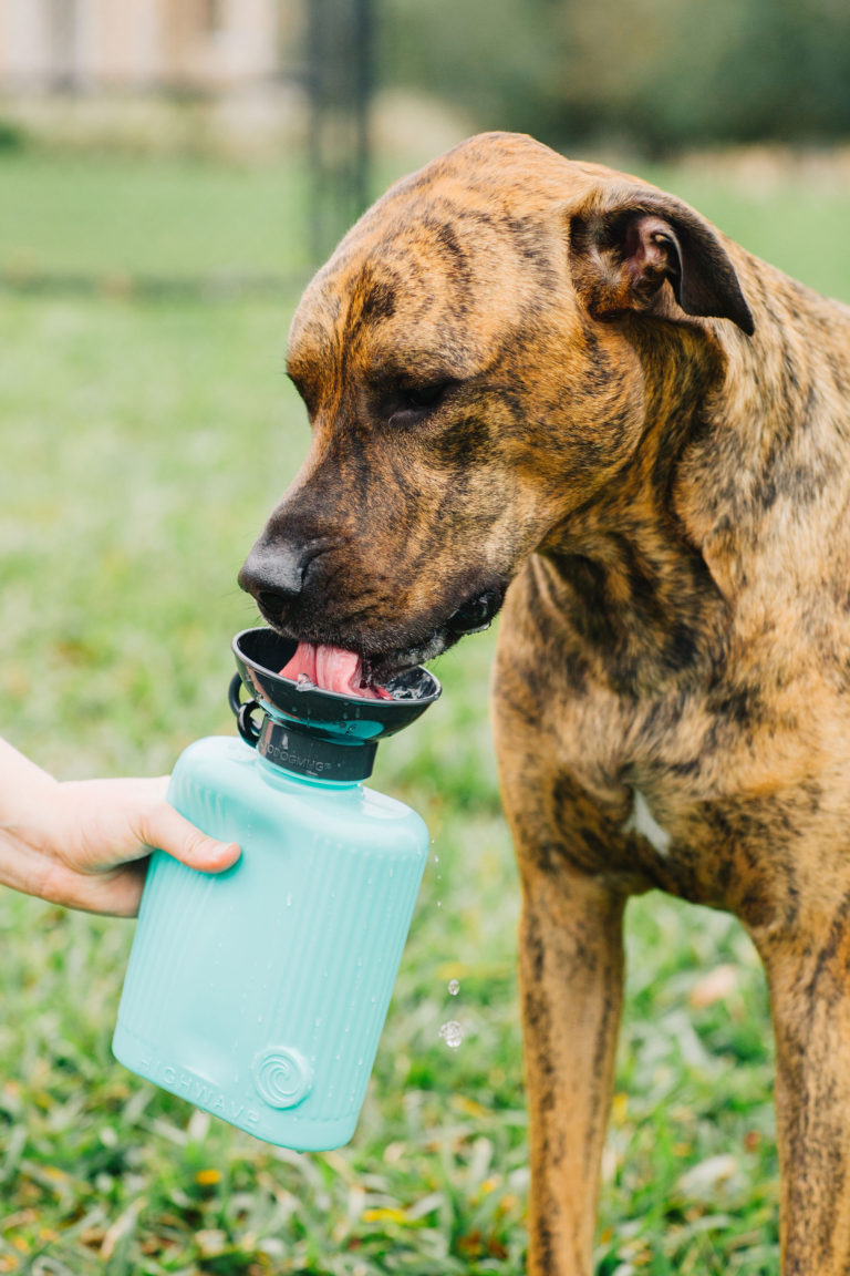 Best Dog Water Bottle: Highwave Growler AutoDogMug