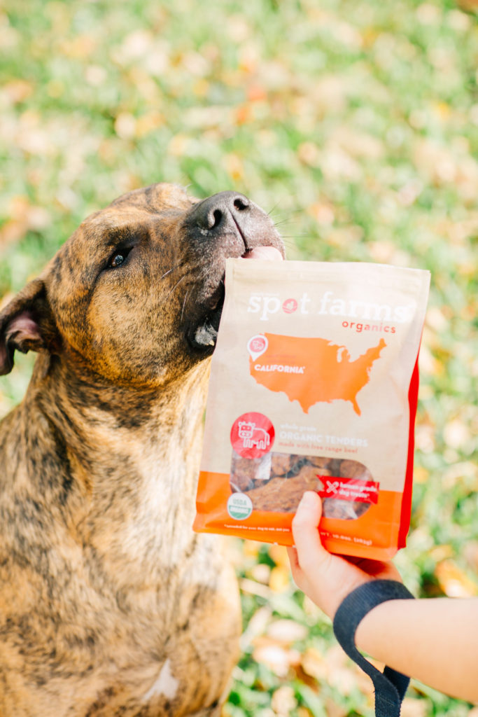 Brindle-Dog-Eating-Healthy-Dog-Treats-Spot-Farms-Sparkles-And-Sunshine-Blog