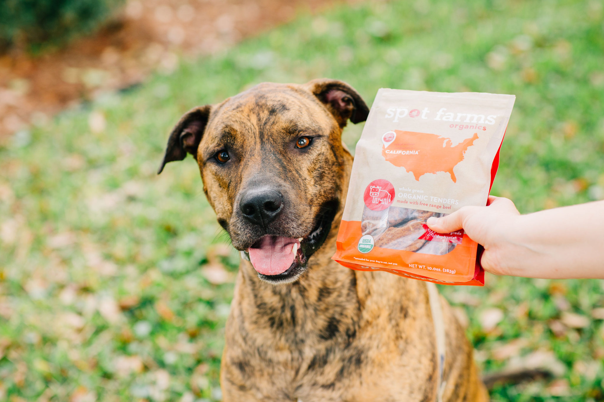 Healthy Dog Treats: Spot Farms – Sparkles and Sunshine Blog