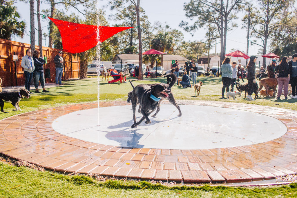 Dogs-Playing-At-Brewhound-Dog-Park-Bar-Neptune-Beach-Florida