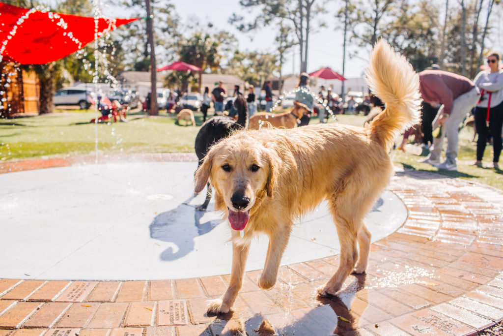 Golden-Retriever-At-Brewhound-Dog-Park-Bar-Neptune-Beach-Florida