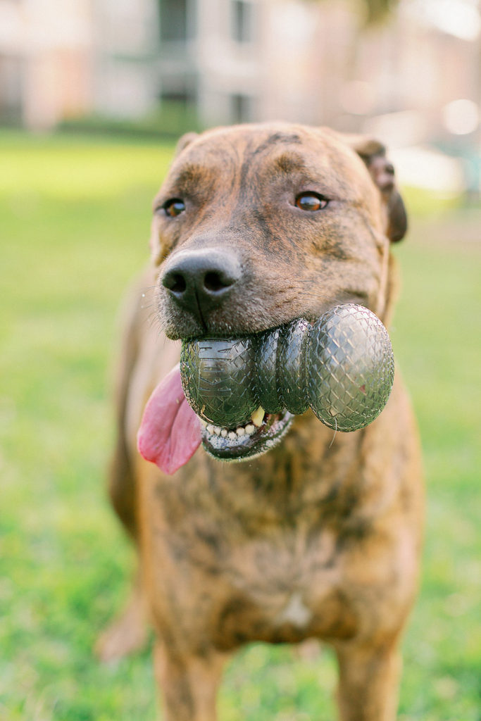 Happy-Large-Brindle-Dog-With-KONG-DuraMax-Dumbbell-Dog-Toy