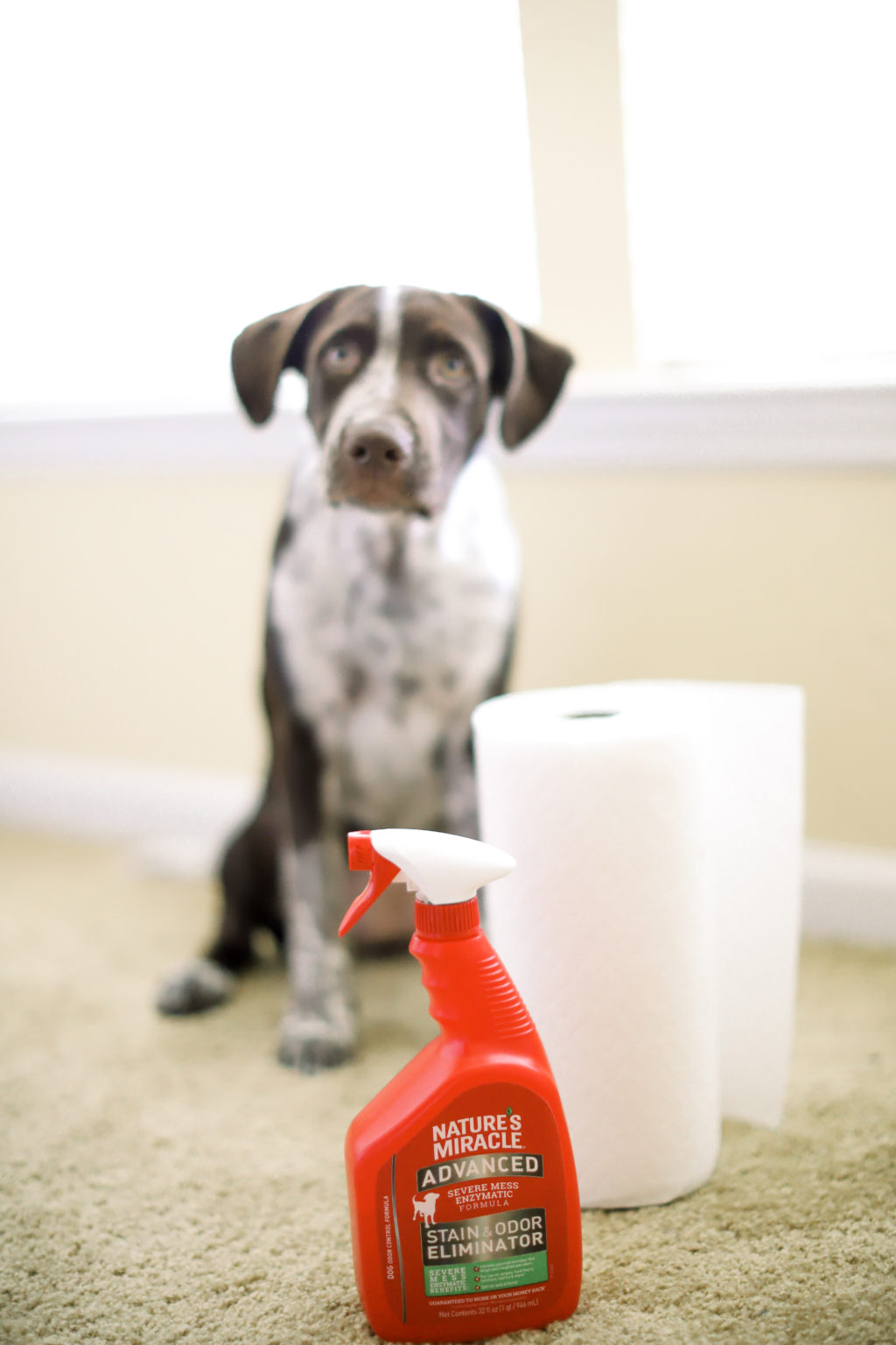 How To Potty Train Your Puppy In 4 Easy Steps + Best Puppy Urine