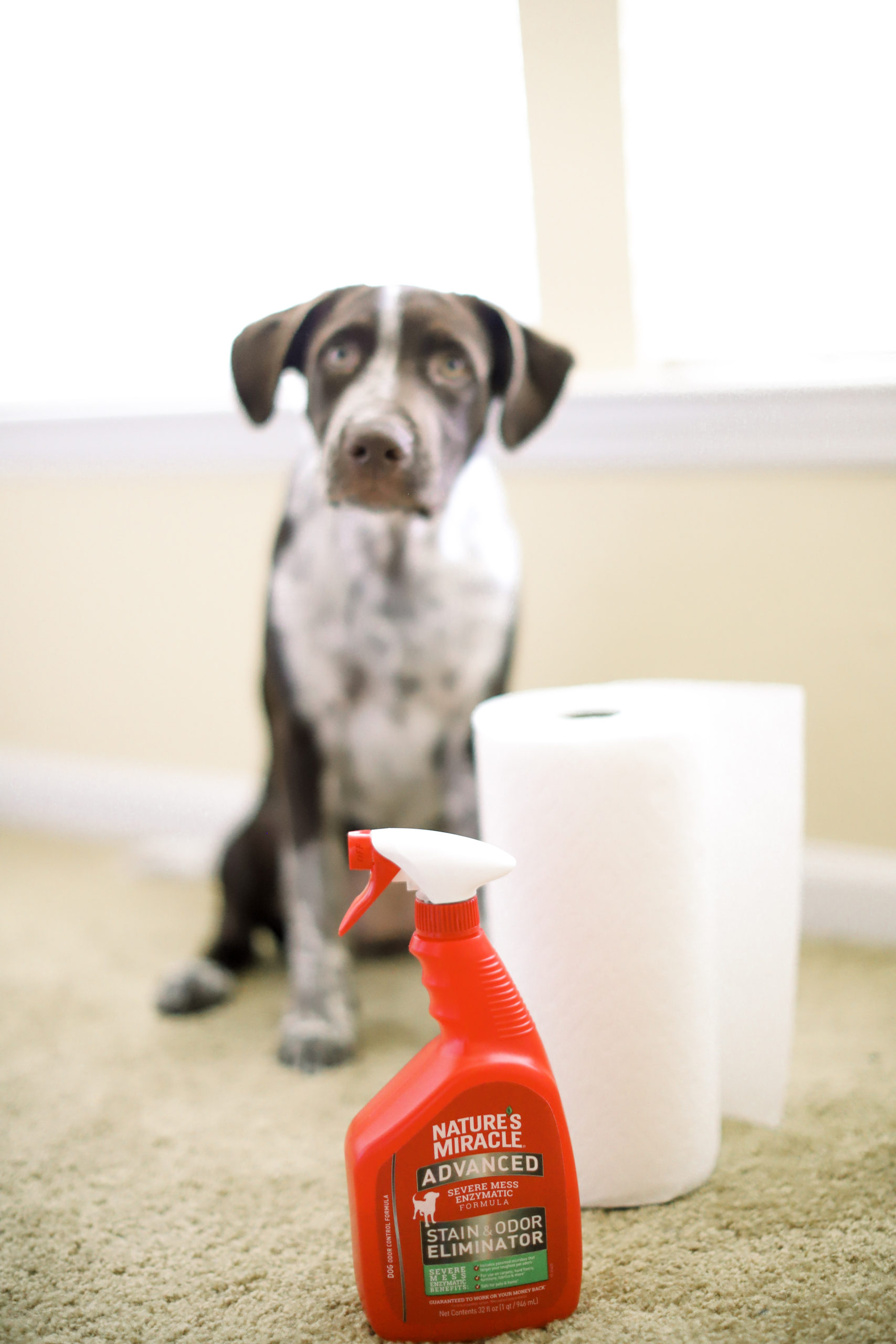 How To Potty Train Your Puppy In 4 Easy Steps + Best Puppy Urine