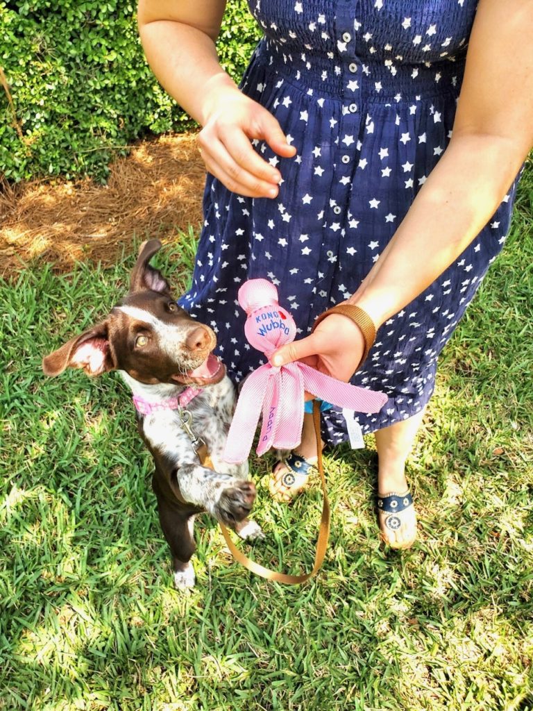 Annie-The-German-Shorthaired-Pointer-Puppy-With-KONG-Wubba-Puppy-Toys-Sparkles-And-Sunshine-Blog