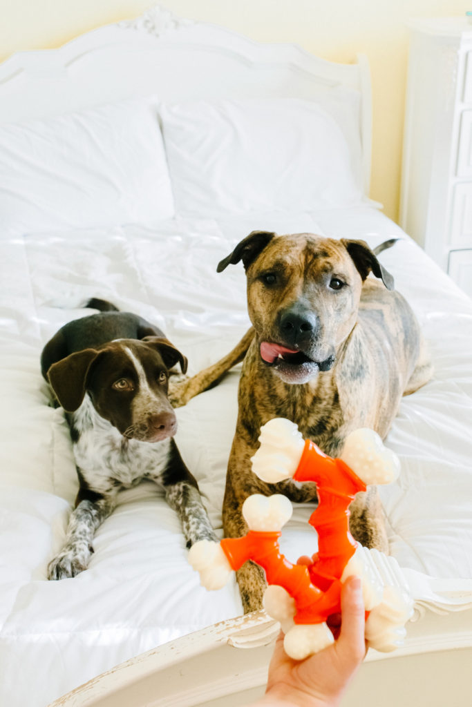 Best-Chew-Toys-Teething-Toys-For-Puppies-And-Dogs-Sparkles-And-Sunshine-Blog