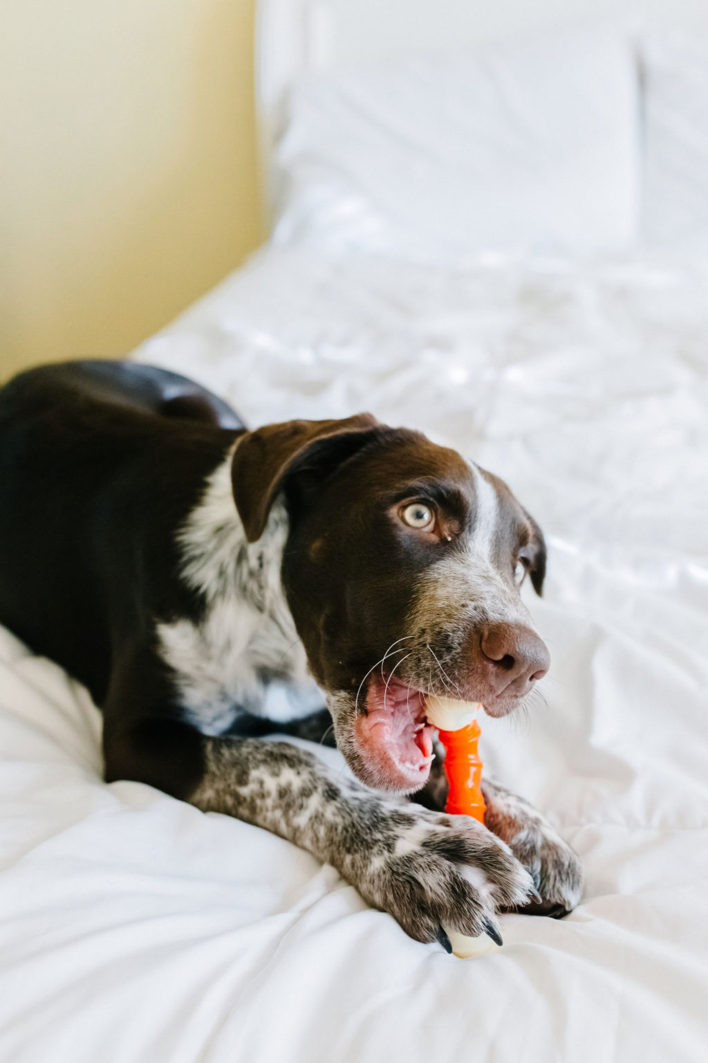 3 Stages of Puppy Teething