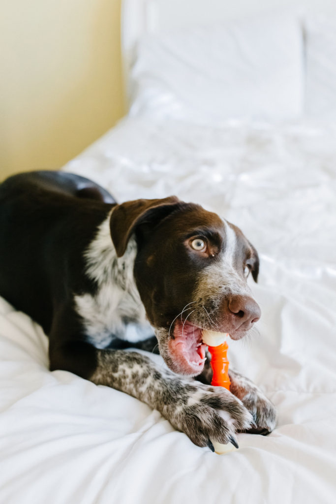 German-Shorthaired-Pointer-Puppy-Chewing-Nylabone-Teething-Bone-Puppy-Teething-Sparkles-And-Sunshine-Blog-Best-Teething-Toys-For-Puppies
