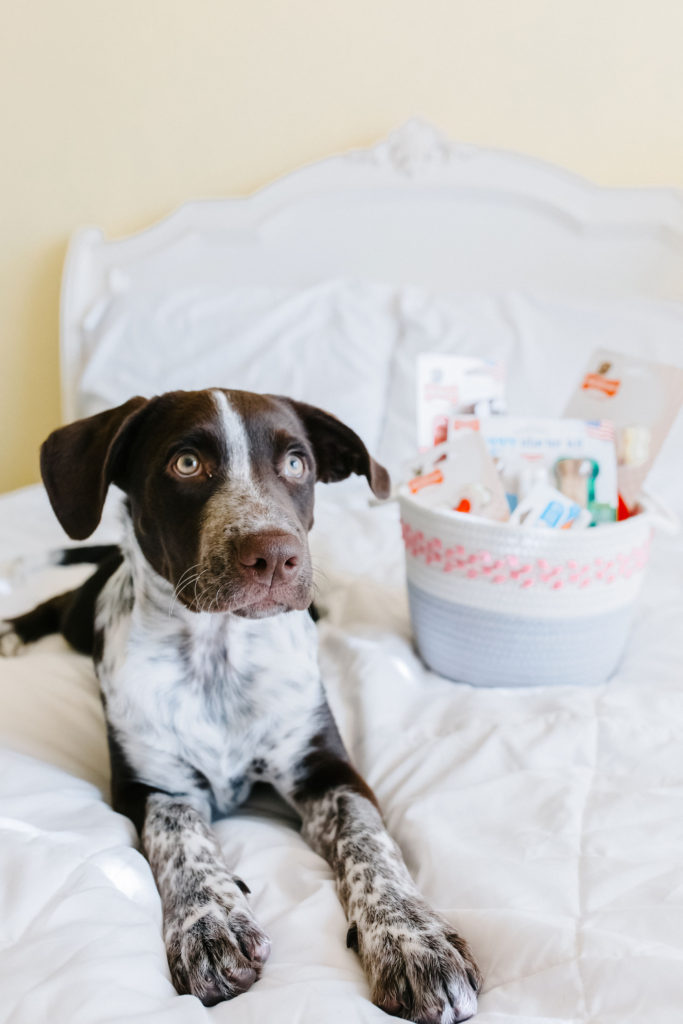 Best-Teething-Toys-For-Puppies-How-To-Help-A-Teething-Puppy-German-Shorthaired-Pointer-Puppy-Sparkles-And-Sunshine-Blog