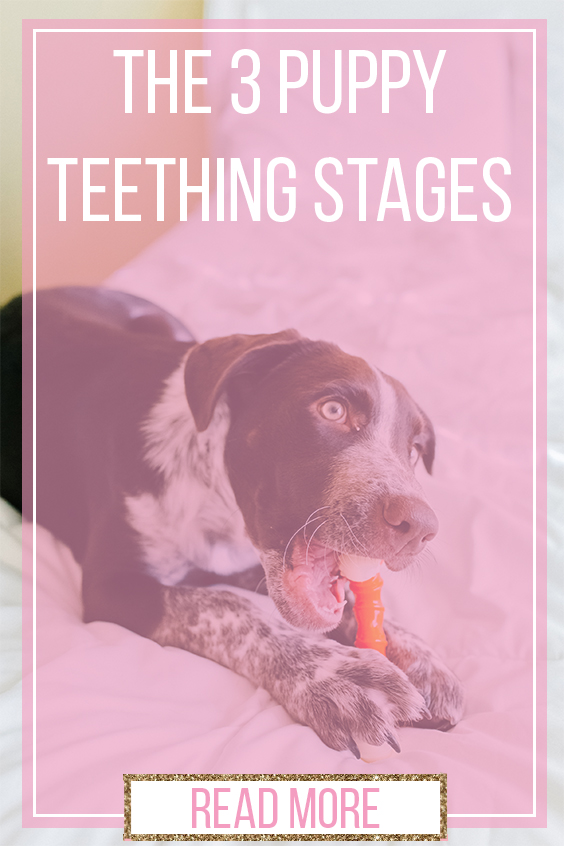 3 puppy teething stages sparkles and sunshine blog when do puppies start teething when do puppies stop teething what are the best chew toys for teething puppies how to help a teething puppy