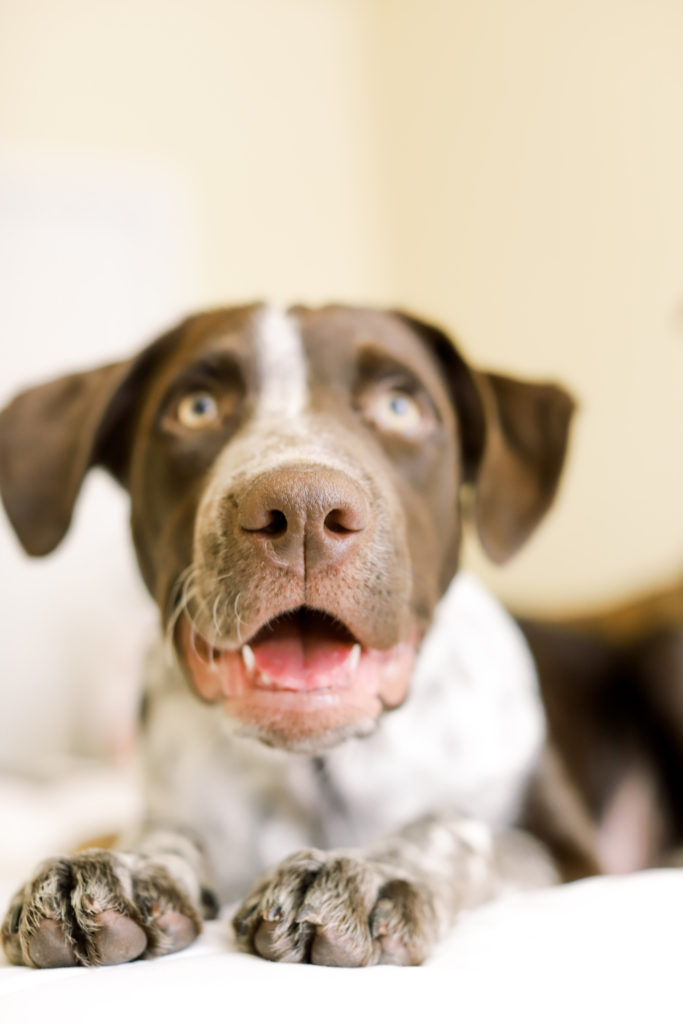 German-Shorthaired-Pointer-Mix-Puppy-Annie-Sparkles-And-Sunshine-Blog