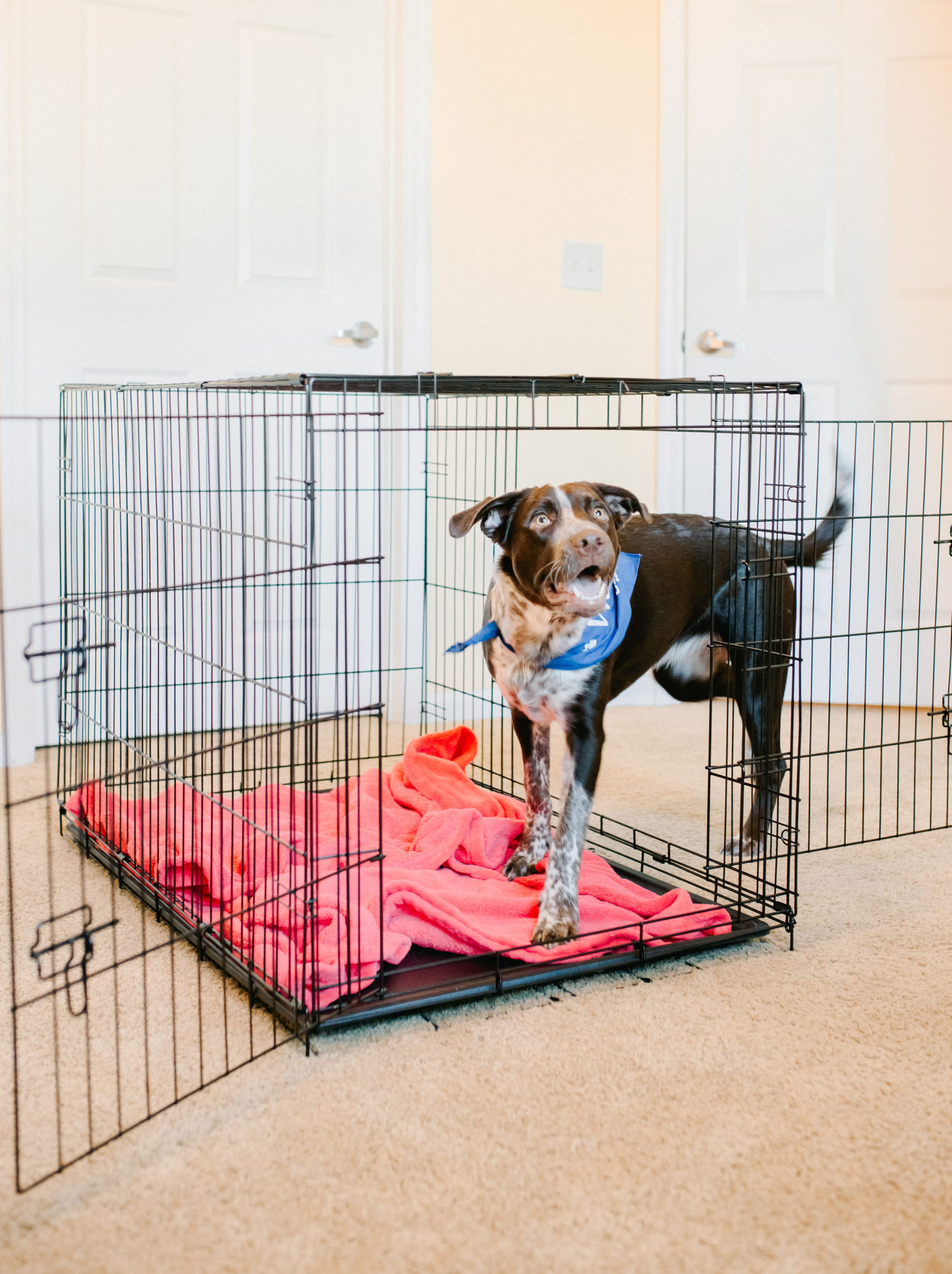 How To Crate Train A Puppy