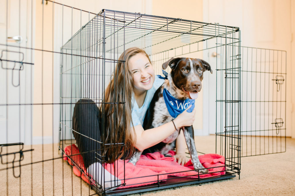 How-To-Crate-Train-A-Puppy-Carlson-Pet-Products-Large-Double-Door-Dog-Crate-German-Shorthaired-Pointer-Puppy-Sparkles-And-Sunshine-Blog