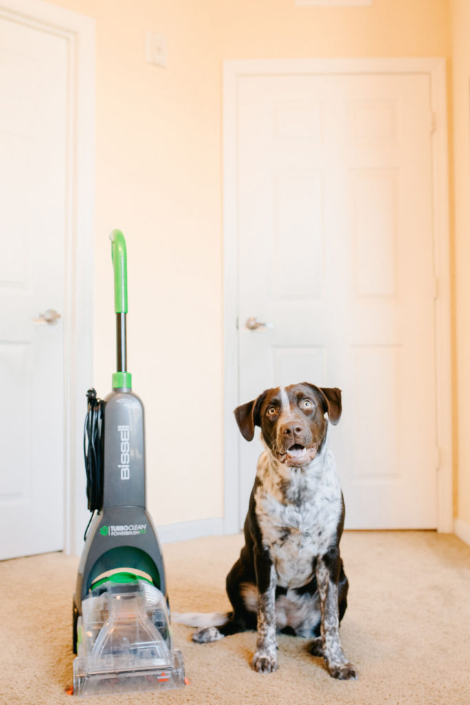 Best-Affordable-Carpet-Cleaner-For-Pets-Bissell-Turboclean-Powerbrush-Pet-Carpet-Cleaner-German-Shorthaired-Pointer-Puppy-Sparkles-And-Sunshine-Blog