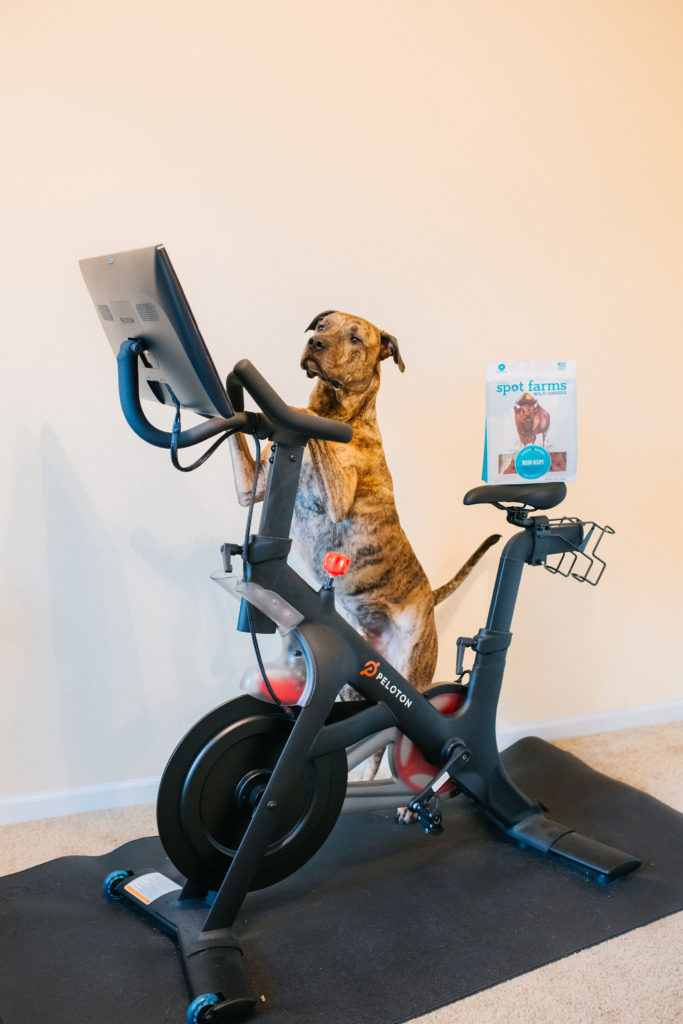 Brindle-Dog-On-Spin-Bike-With-Spot-Farms-Dog-Treats-Sparkles-and-sunshine-blog