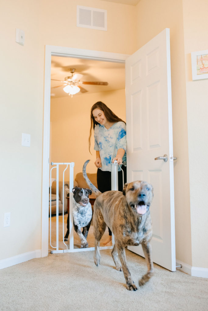 Brindle-Mastiff-Mix-And-German-Shorthaired-Pointer-Puppy-Running-Through-Carlson-Pet-Products-Extra-Tall-Dog-Gate-Sparkles-And-Sunshine-Blog