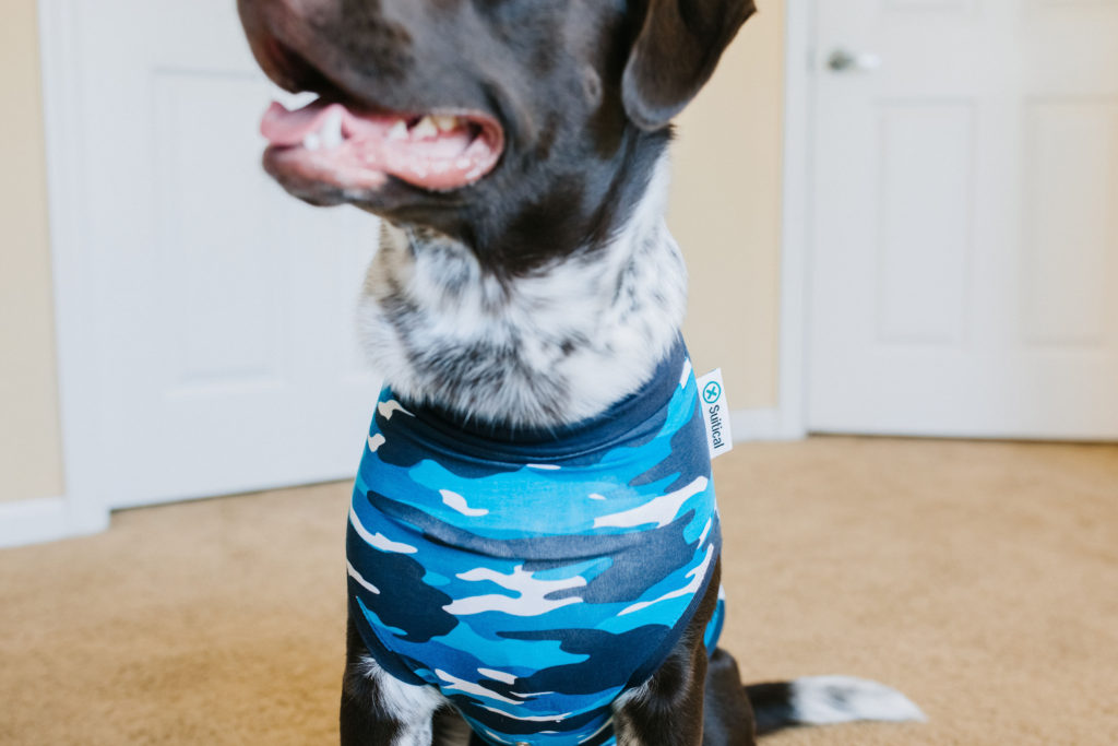 Pointer-Puppy-Mix-Wearing-Suitical-Recovery-Suit-Dogs-Alternative-To-Dog-Cones-Sparkles-And-Sunshine-Blog