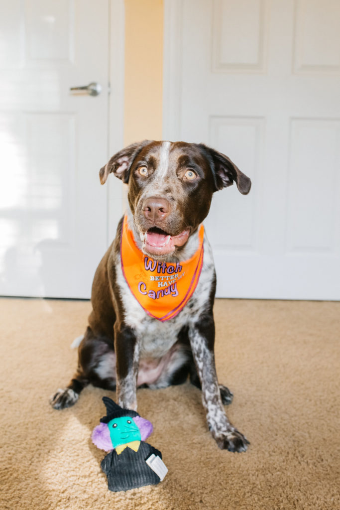 Cattle-Dog-Mix-Pointer-Mix-Wearing-Halloween-Dog-Bandana-and-Witch-Halloween-Dog-Toy