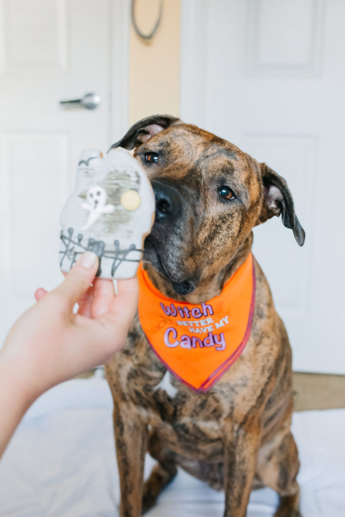 Diesel-The-Brindle-Pup-Eating-Halloween-Dog-Cookie-From-Darci-Dog-Box-Subscription-Box