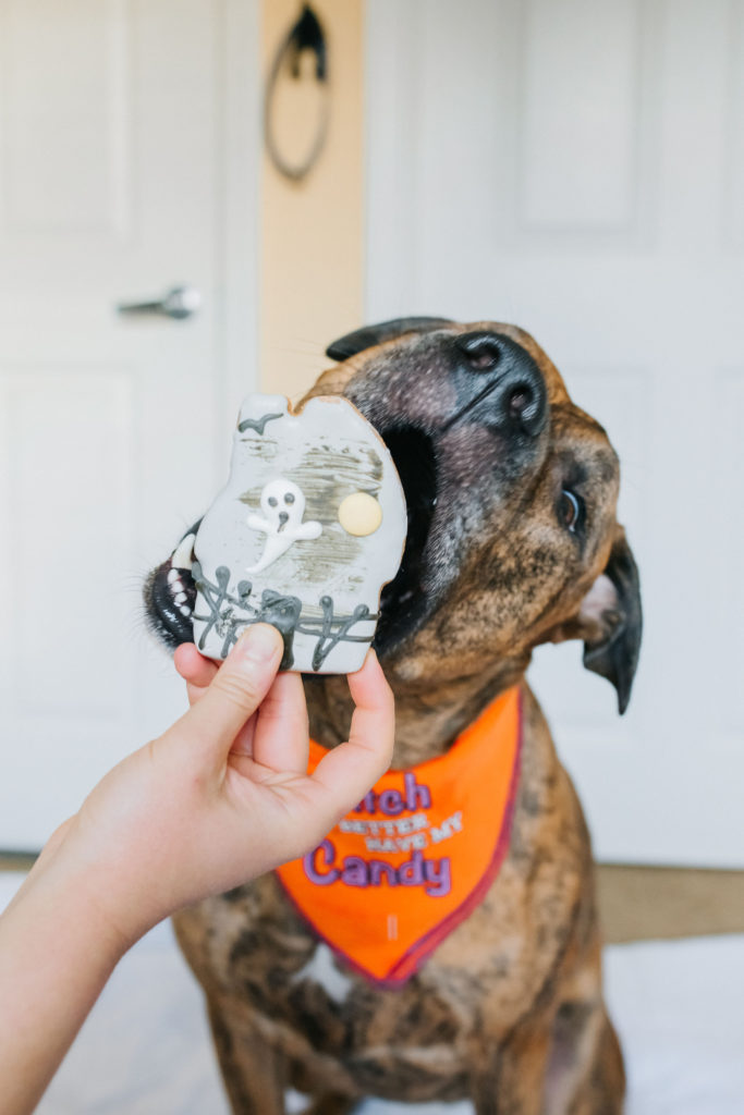 Diesel-The-Brindle-Pup-Eating-Halloween-Dog-Cookie-From-Darci-Dog-Box-Subscription-Box