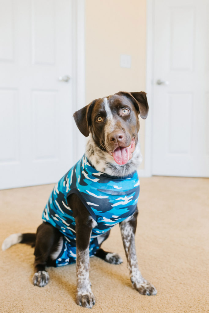 Pointer-Mix-Puppy-Cattle-Dog-Mix-Puppy-Wearing-Suitical-Recovery-Suit-Dog