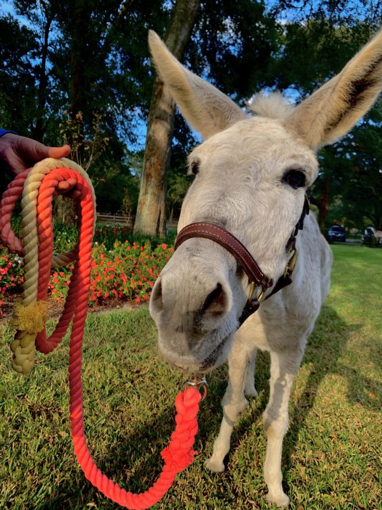 White-Donkey-With-Pull-Your-Pony-Horse-Lead-Rope