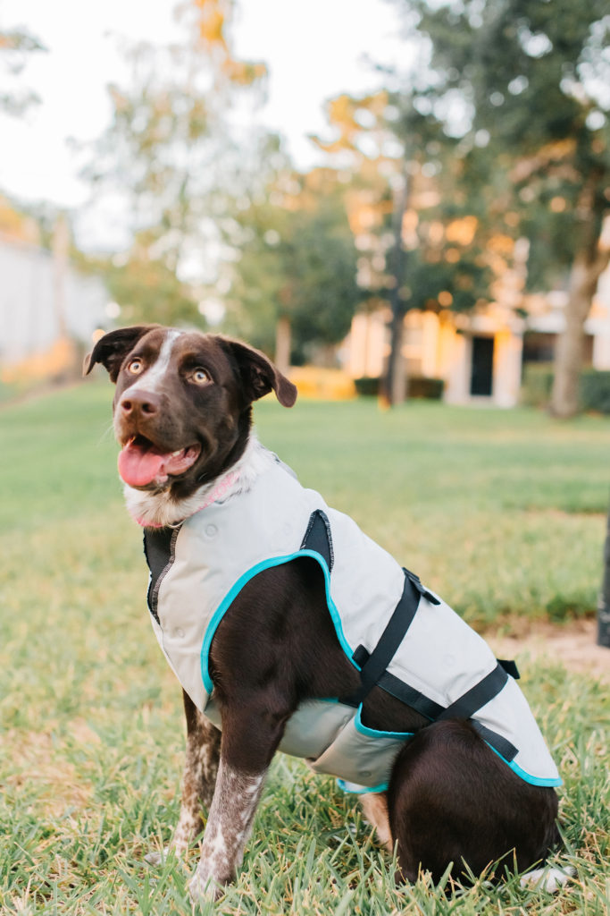 Pointer-Mix-Cattle-Dog-Mix-Sitting-While-Wearing-Suitical-Dry-Cooling-Vest