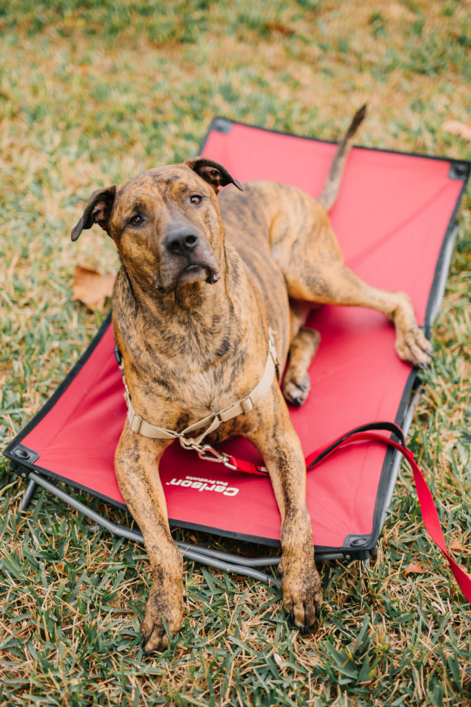 Brindle-Dog-on-Red-Large-Elevated-Dog-Bed-Carlson-Pet-Products-Elevated-Pet-Bed-Raised-Dog-Bed-Outdoor-Dog-Bed-Camping-Dog-Bed