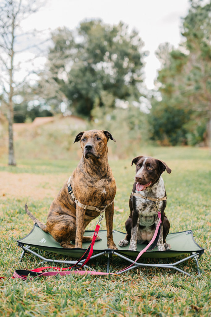 Brindle-Dog-And-German-Shorthaired-Pointer-Mix-on-Green-Large-Elevated-Dog-Bed-Carlson-Pet-Products-Elevated-Pet-Bed-Raised-Dog-Bed-Outdoor-Dog-Bed-Camping-Dog-Bed