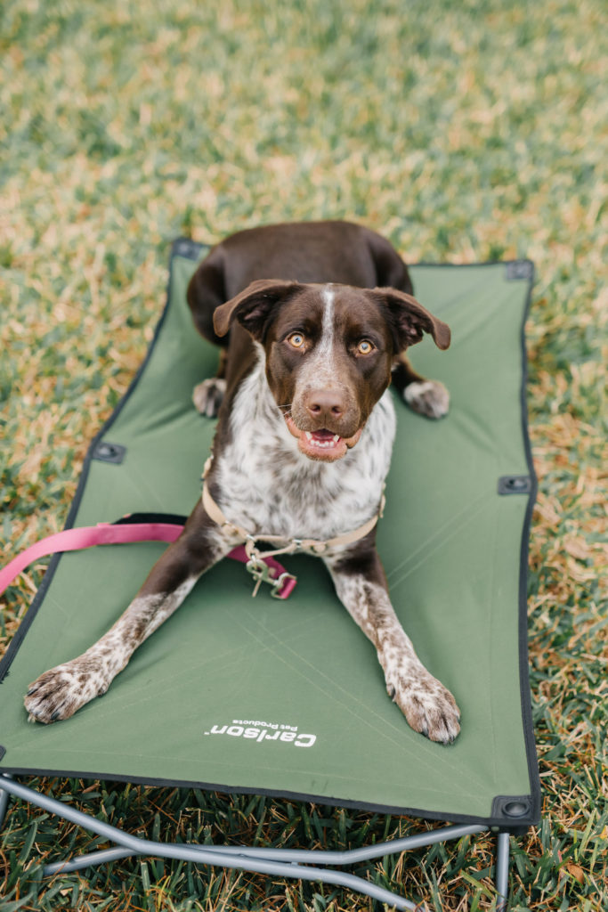 German-Shorthaired-Pointer-Mix-on-Green-Large-Elevated-Dog-Bed-Carlson-Pet-Products-Elevated-Pet-Bed-Raised-Dog-Bed-Outdoor-Dog-Bed-Camping-Dog-Bed