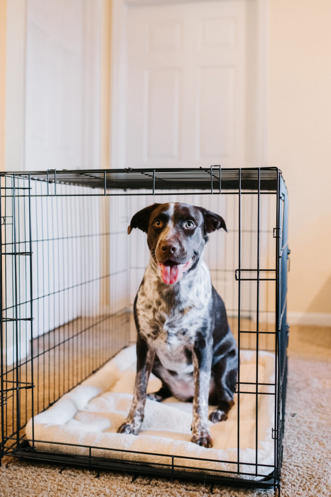 Large-Double-Door-Dog-Crate-Carlson-Pet-Products-Fleece-Dog-Bed-4-Must-Have-Dog-Products-From-Carlson-Pet-Products-Sparkles-And-Sunshine-Blog