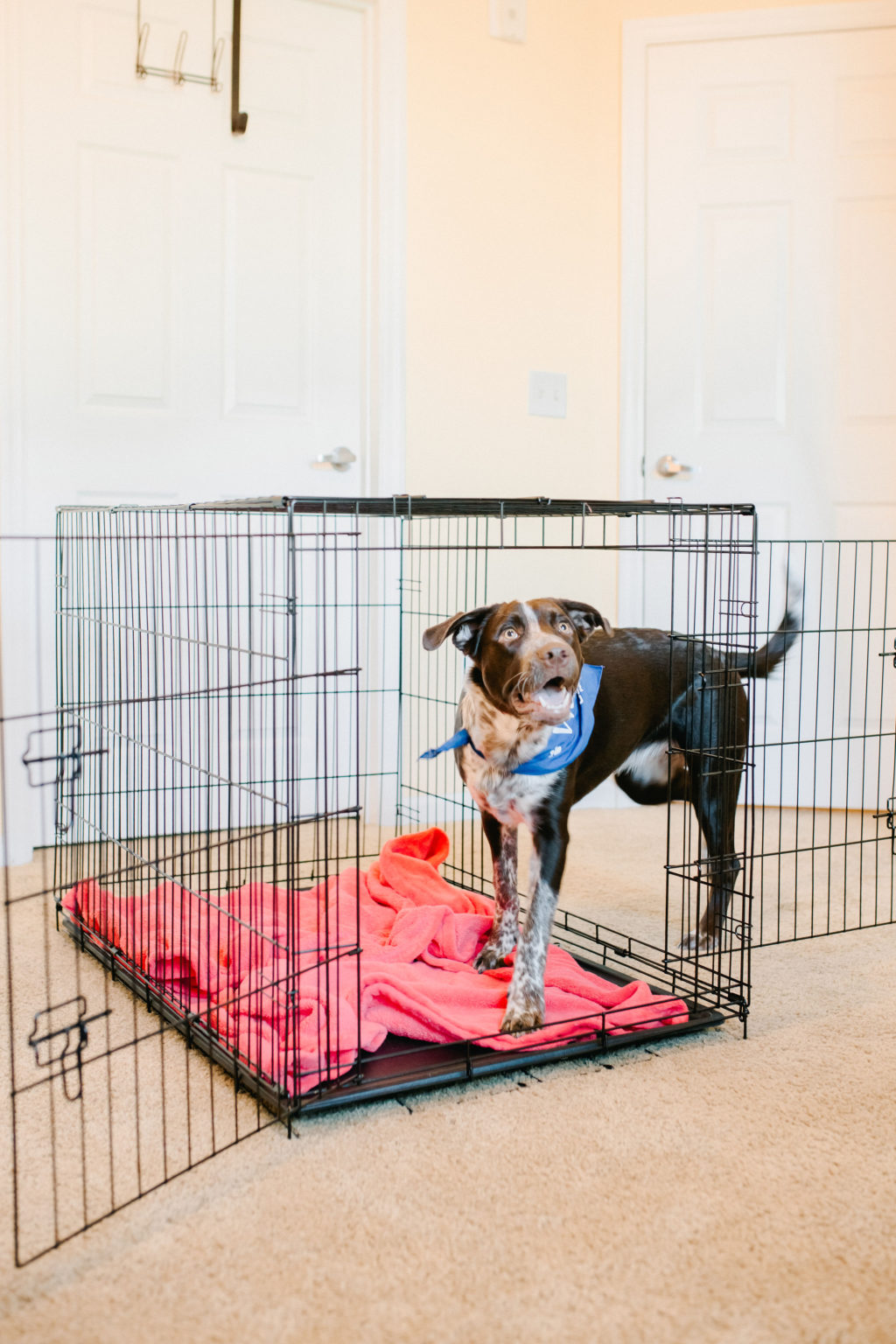 Image showcasing Pet Disaster Preparedness: 8 Items You Must Have - Sparkles and ...