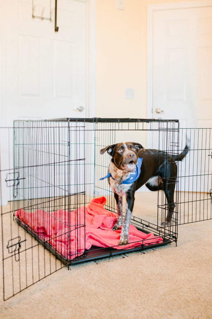 Pointer-Mix-Puppy-Large-Double-Door-Dog-Crate-Carlson-Pet-Products-4-Must-Have-Dog-Products-From-Carlson-Pet-Products-Sparkles-And-Sunshine-Blog