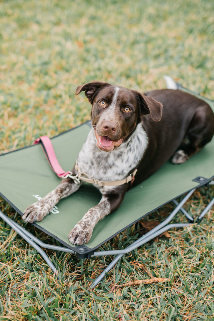 Pointer-Puppy-Cattle-Dog-Puppy-Green-Elevated-Dog-Bed-Elevated-Pet-Bed-Carlson-Pet-Products-Raised-Dog-Bed-Dog-Cot-Bed-Dog-Hammock-Bed-Large-Dog-Bed-4-Must-Have-Dog-Products-From-Carlson-Pet-Products-Sparkles-And-Sunshine-Blog