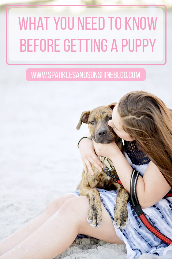 what you need to know before getting a puppy sparkles and sunshine blog tips for bringing home a new puppy tips for new puppy owners first time puppy owner tips what to know before getting a dog